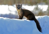 American Marten 2018-03-03