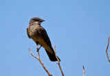 Cassins Kingbird 2015-07-21