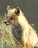 Arctic Fox Safety Sound Nome 02