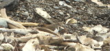 Gambell digiscoped Common Sandpiper at Far Boneyard 02