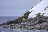 Seabird Cliffs Gambell 01