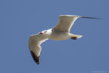 Audouins gull (Audouins meeuw)
