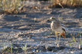 Eurasian stone-curlew (Griel)