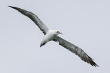 Northern gannet (Jan-van-gent)