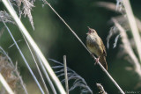 River warbler (Krekelzanger)
