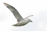 Northern fulmar (Noordse stormvogel)