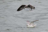 Northern fulmar (Noordse stormvogel)