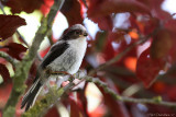 Long-tailed tit (Staartmees)