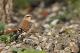 Northern Wheatear (Tapuit)