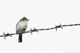 Chestnut-crested yuhina (Roodkuifmeestimalia)