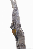 Common flameback (Javaanse goudrugspecht)