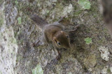 Least pygmy squirrel