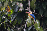 Stork-billed kingfisher (Ooievaarsbekijsvogel)