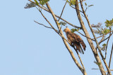 Wallaces hawk-eagle (Kleine kuifarend)
