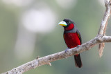 Black-and-red broadbill (Zwart-rode hapvogel)
