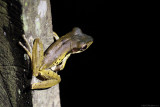 Dark-eared tree frog