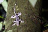 Peters bow-fingered gecko