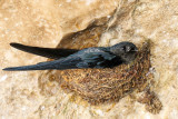 Glossy swiftlet (Witbuikdwergsalangaan)