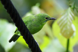 Lesser green leafbird (Blauwbaardbladvogel)