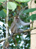 Common long-tailed macaque (Krabbenetende makaak)