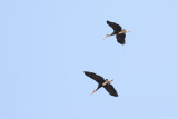Storms stork (Soendaooievaar)