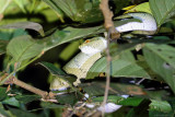 Waglers pit viper (Waglers lanspuntslang)