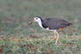 White-breasted waterhen (Witborstwaterhoen)