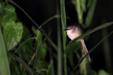 Yellow-bellied prinia (Geelbuikprinia)