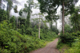 Danum, near Borneo Rainforest Lodge