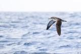 Corys shearwater (Kuhls pijlstormvogel)