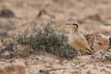 Cream-coloured courser (Renvogel)