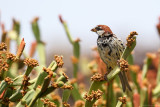 Spanish sparrow (Spaanse mus)