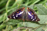 Purple emperor (Grote weerschijnvlinder)