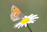 Small heath (Hooibeestje)