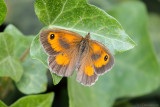 Gatekeeper (Oranje zandoogje)