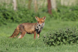 Red fox (Vos)