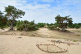 Loonse- en Drunense duinen