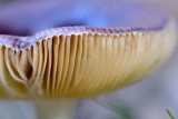 Papilrussula