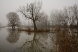 De Biesbosch