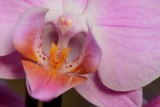 Orchidee