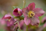 Helleborus