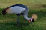 Grijze kroonkraanvogel