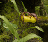 Kentucky Ladys-Slipper Orchids