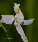 White Oklahoma Grass Pink Orchid (White)
