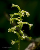 Little Clubspur Orchid