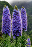 Madeira Flowers