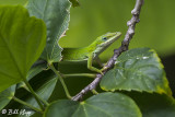 Green Anole  7