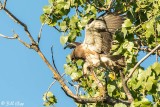 Hawk 6