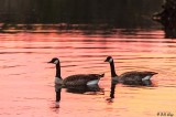 Canada Geese 13