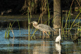 Great Blue Heron & Snowy Egret 11